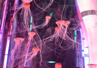 DMMかりゆし水族館🐠