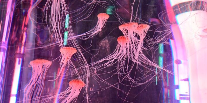 DMMかりゆし水族館🐠