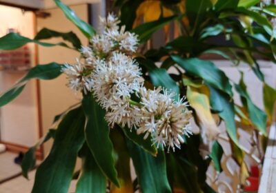 幸福の木に花が咲きました💮