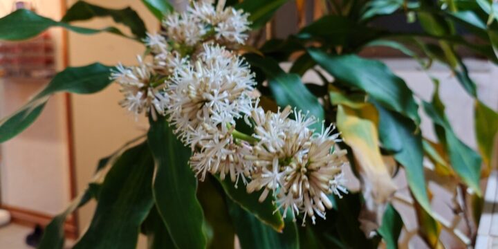 幸福の木に花が咲きました💮