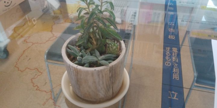 植物の相