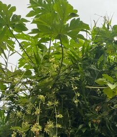 自然の中に逞しく